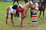 Rodeo